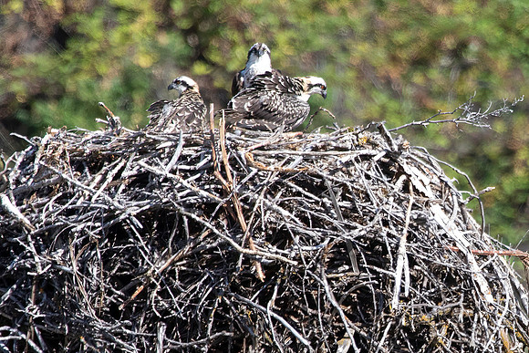 Osprey Nest