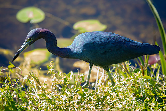 Little Blue Heron