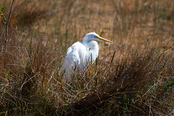 Great Egret