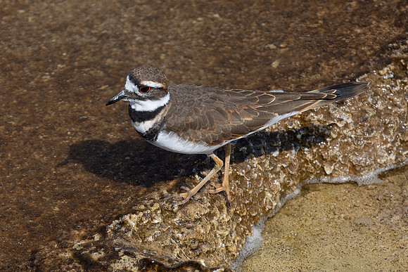 Killdeer