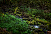 Sol Dec Trail, Olympic National Park, WA