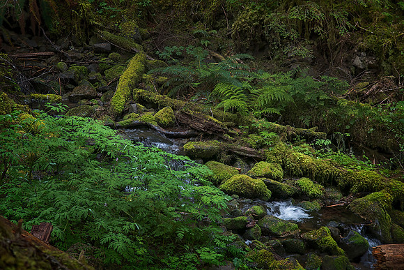 Sol Dec Trail, Olympic National Park, WA