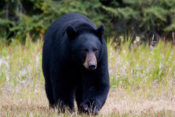 Black Bear