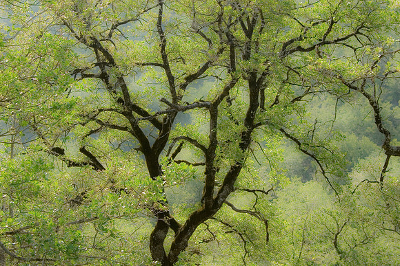 Tuscan Tree in Spring, Italy