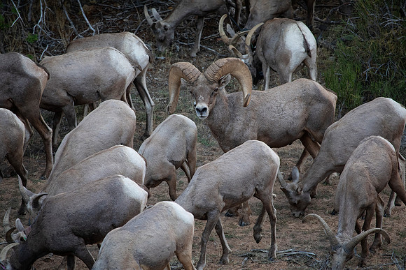 They Eat First, Desert Big Horn Ram and Ewes