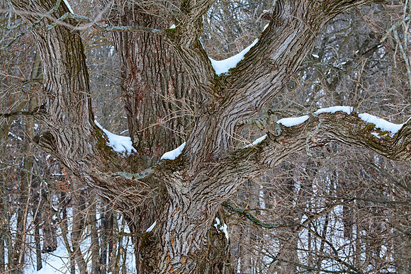 Confluence of Oak