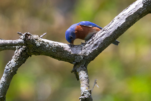 Eastern Bluebird, Male