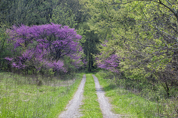Spring Road, Starved Rock State Park, IL