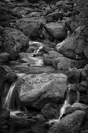 Forest Stream, Mt. Rainier National Park, WA