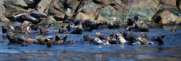 Harbor Seals