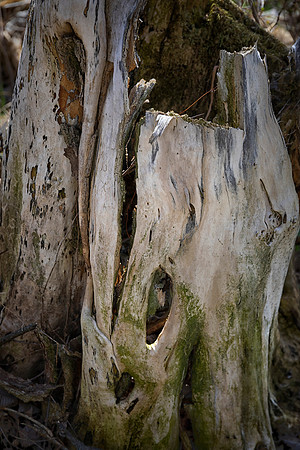 Oak Stump