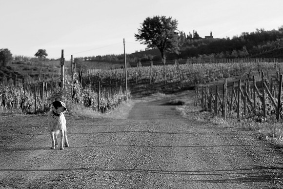 His Morning Routine, Villa Rosa, Tuscany, Italy