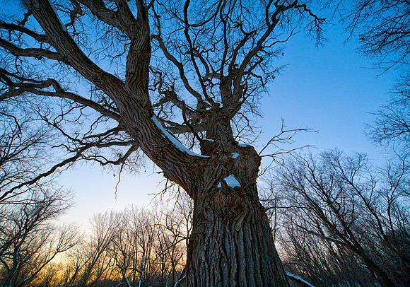 Reaching Oak, Sunset