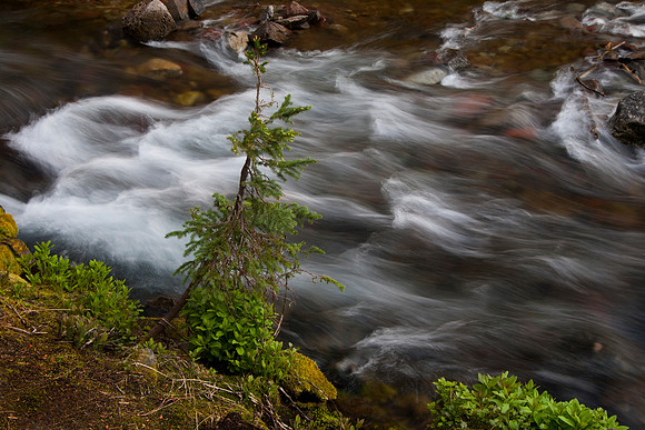 Maroon Creek and Young Spruce, Maroon Bells Wilderness, Aspen, CO