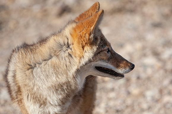 Coyote
