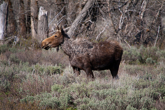 Cow Moose