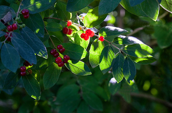 Backlit Berries, Stockton, IL