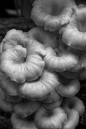 Fungus, Starved Rock State Park, IL