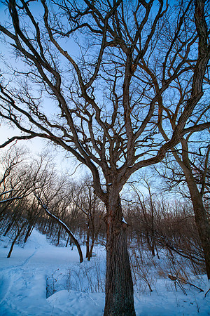 Reaching Oak