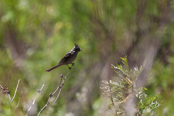 Phainopepla