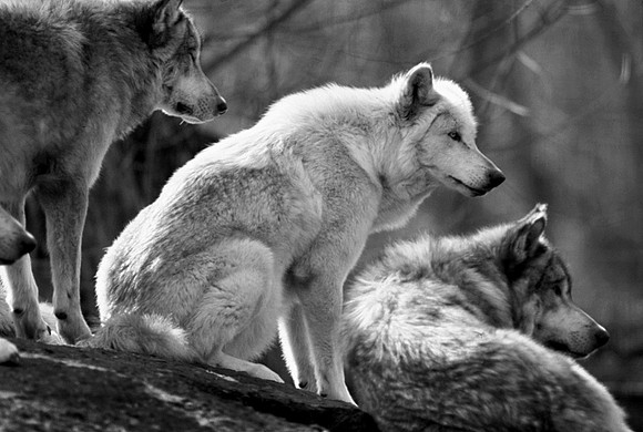 Gray Wolves