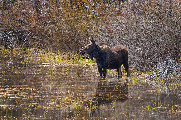 Pregnant Cow Moose