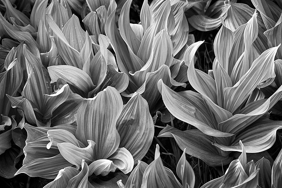 Corn Lilies, Aspen, CO