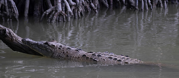 American Crocodile