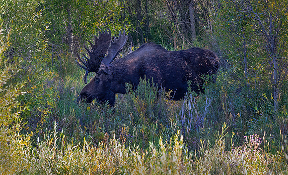 Bull Moose