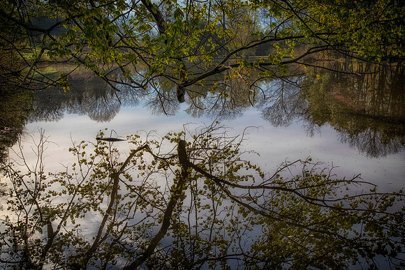 Freeman Maple/Lake Marmo Reflection, Morton Arboretum, Lisler, IL