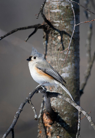 Tufted Titmouse, Stockton, IL