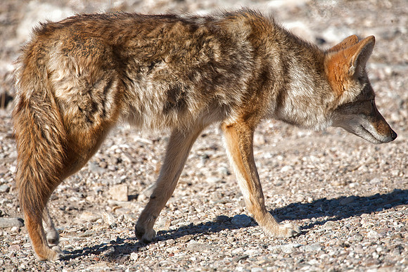 Coyote