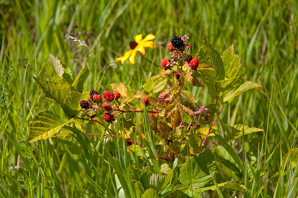 Wild Blackberries, Stockton, IL