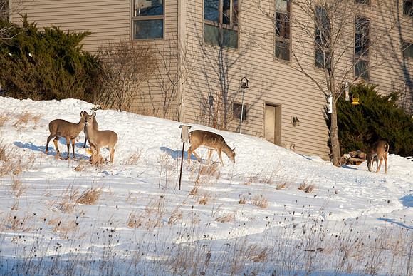 Deer at the Main House