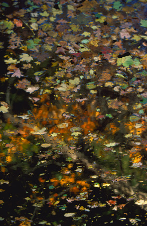 Leaf-tiled Stream, Starved Rock State Park, IL