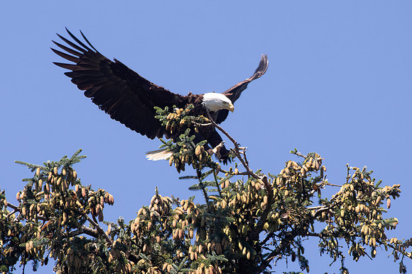 Bald Eagle