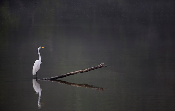 Great Egret