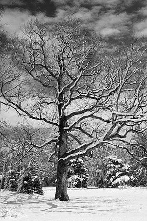 Oak Tree, Winter, St. Charles, IL
