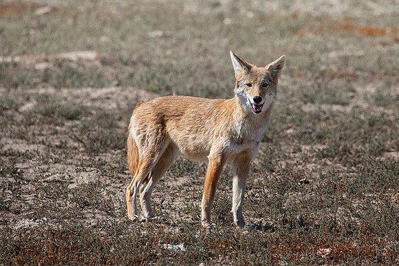 Coyote