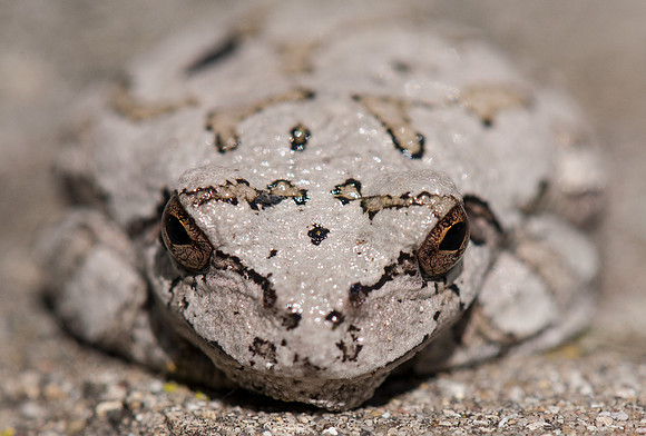 Gray Treefrog (Hyla Versicolor)