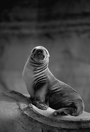 Harbour Seal