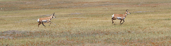 Pronghorn