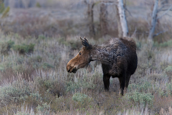 Cow Moose
