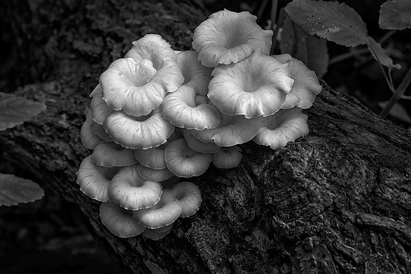 Fungus, Starved Rock State Park, IL