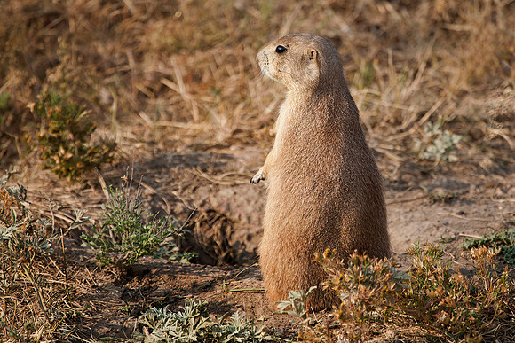 Prairie Dog