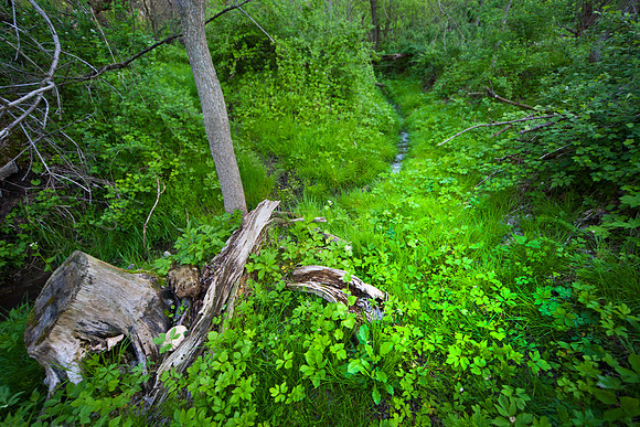 Forest Stump