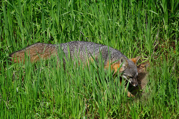 Channel Islands Fox