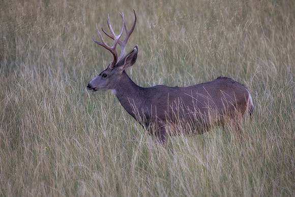 Mule Deer Buck