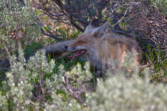Red Fox at Rest