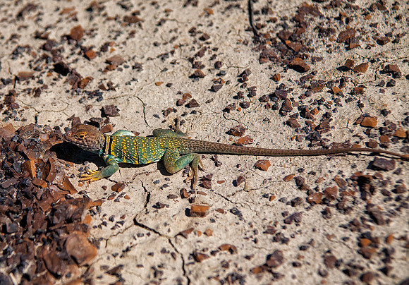 Eastern Collared Lizard, Bisti/De-Na-Zin Wilderness, NM